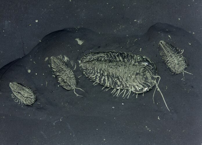 Four Pyritized Triarthrus Trilobites With Appendages #14473
